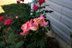 Princess Diana rose photo