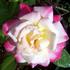 Be Glad rose photo