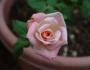 Melody rose photo