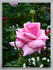 Rosa De Kring rose photo