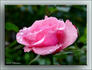 Rosa De Kring rose photo