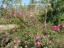 Camellia Rose rose photo