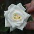 Mike Peterson rose photo