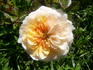 Lady Meillandina rose photo