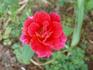 Demain rose photo