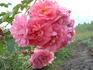Rosy Vision rose photo