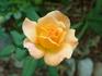 Bob Greaves rose photo
