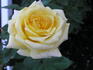 Twenty First Century rose photo