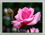 Rosa De Kring rose photo