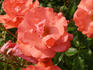 Clarion Call rose photo