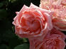 Davidoff ® rose photo
