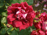 David Leek rose photo