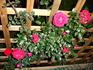 Red Dawn rose photo