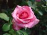Orlando ™ rose photo