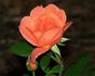 Joycie rose photo