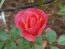 Sweet Gesture rose photo