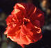 Agatha Christie rose photo