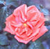 A.J. Herwig rose photo