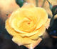 Antonella Fineschi rose photo