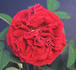 Barthélemy Joubert rose photo