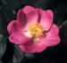 Bradwardine rose photo