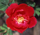 Assiniboine rose photo