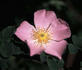 Lucy Bertram rose photo