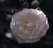 Mühle Hermsdorf rose photo