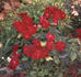 Oskar Scheerer rose photo