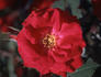 Rheinaupark ® rose photo