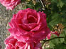 Fear Naught rose photo