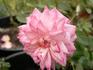 Berkeley Beauty ™ rose photo