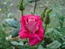 Editor Tommy Cairns rose photo