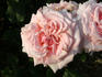 Heriflor rose photo