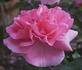 Charmian ® rose photo