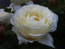Mary Webb ® rose photo