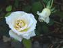 Delicate Beauty rose photo