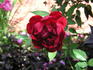 White Pearl in Red Dragon's Mouth rose photo