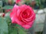 Spring Break rose photo