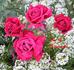 Ace of Diamonds rose photo