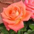 Imagination rose photo