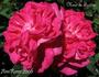 Madame de Trotter rose photo