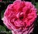 Comtesse de Bresson rose photo