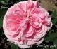 Marguerite Jamain rose photo