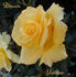 Dream Yellow ™ rose photo