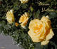 Dream Yellow ™ rose photo