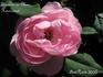 Souvenir de Madame Hennecourt rose photo
