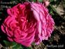 Souvenir de Monsieur Rousseau rose photo