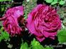 L'Ami E. Daumont rose photo