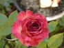 Berkeley Beauty ™ rose photo